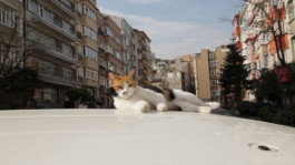 Ovidiu Anton