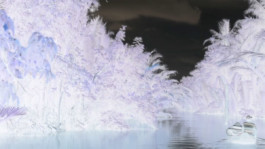 Sung Tieu